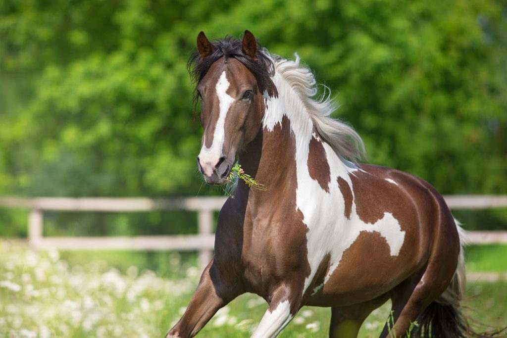 Piebald horse run in flowers